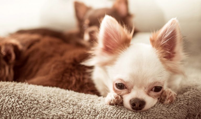 즐거움을 위한 동물학대는 중범죄!