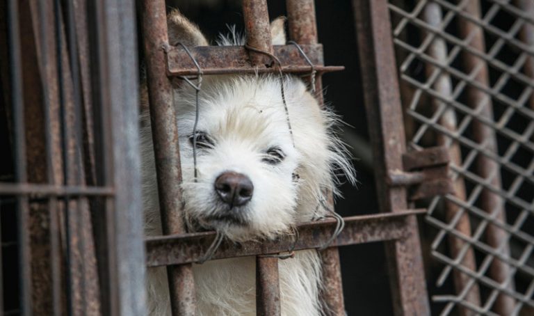 선전시, 중국 내 처음으로 고양이, 개 등의 소비를 금지시키다