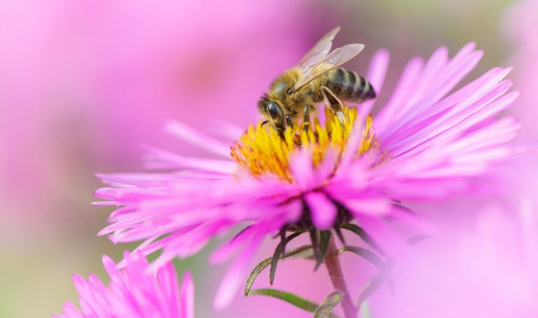 코로나 대유행으로 인해 벌들에게 다가온 변화