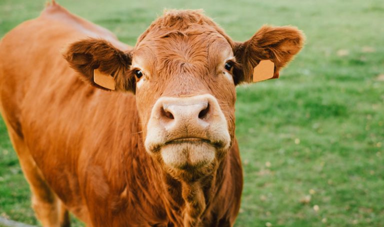 코로나 19로 최근 6년만에 육류소비 감소