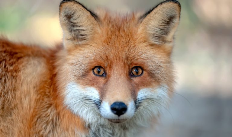 이스라엘, 여우 모피 거래금지