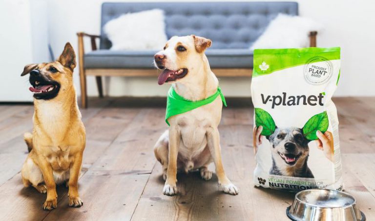 비건 강아지 사료 출시
