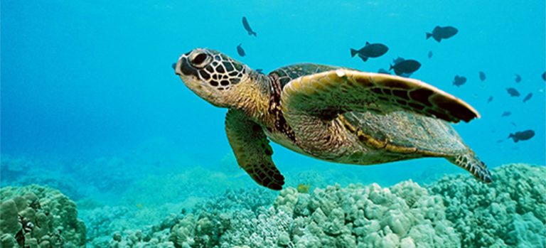 수생동물의 복지란 무엇인가?