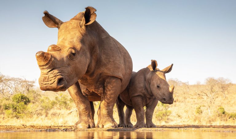 베트남 항공, 필수 시청 비디오