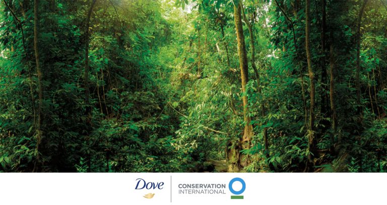 도브, 2만 헥타르 삼림 복원할 것