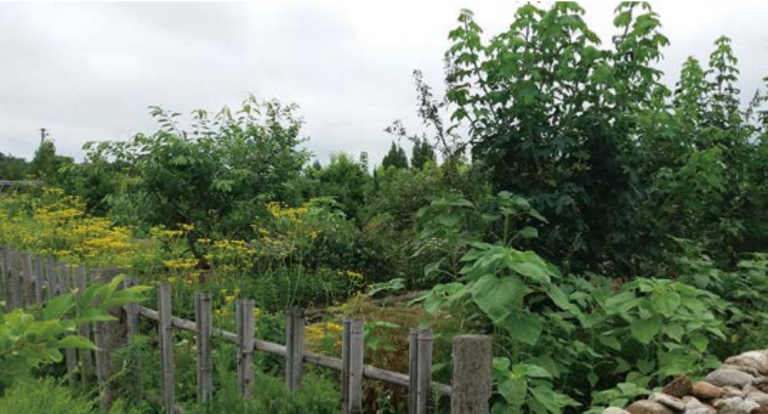 [기획] 치유의 공간, 산림생태텃밭 1