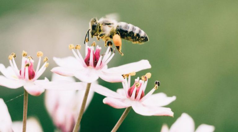 만약 꿀벌이 멸종한다면?