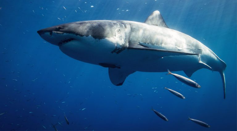 나무보다 상어가 더 필요한 이유