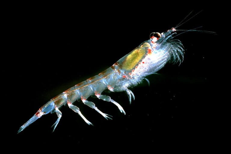 남극 크릴, 생태계의 기반종